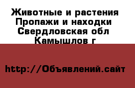 Животные и растения Пропажи и находки. Свердловская обл.,Камышлов г.